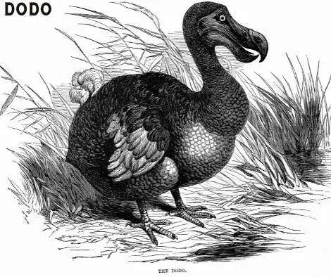 Facts About the Dodo Bird